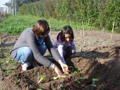 Plantação de cebola no terreno